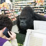 Secret Zoo-6